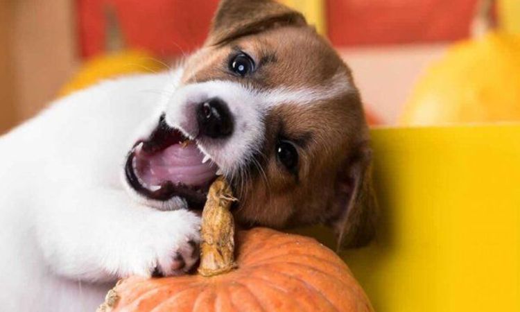 Pumpkin (Canned, Pure)