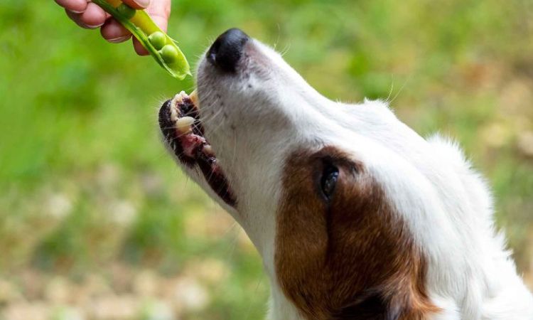 Peas (Green, Snow, Snap)
