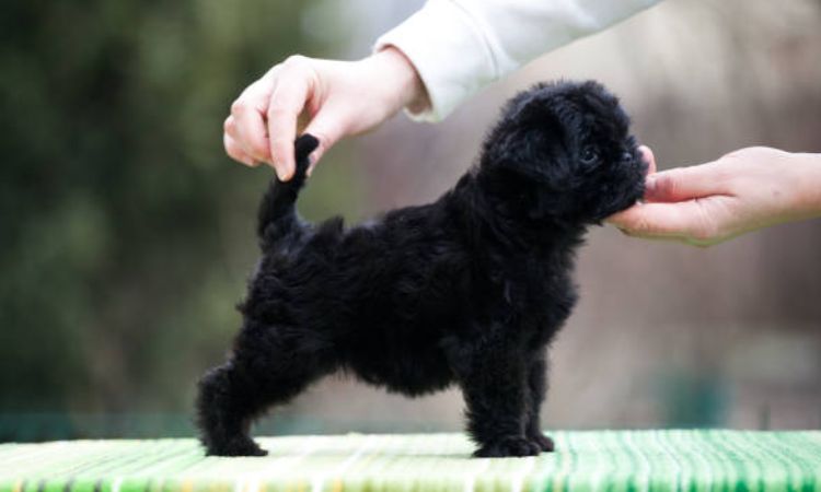 affenpinscher size
