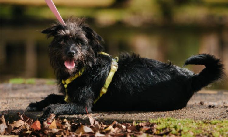 Health and Care Essentials affenpinscher