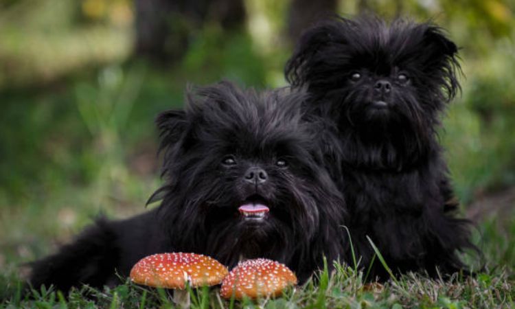 Affenpinscher