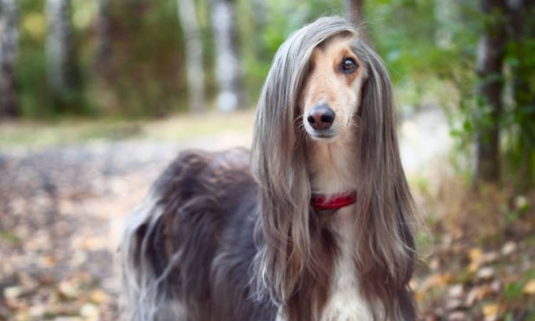 Afghan Hound Price