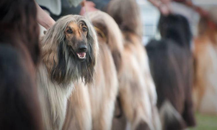 Health and Care Guide afghan hound