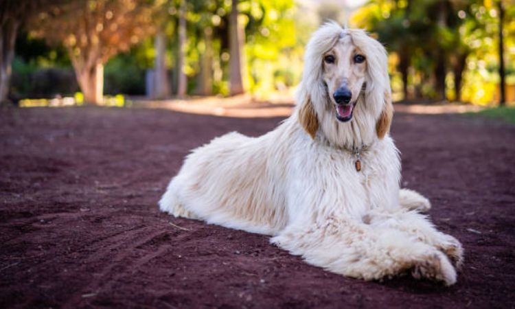 Afghan Hound