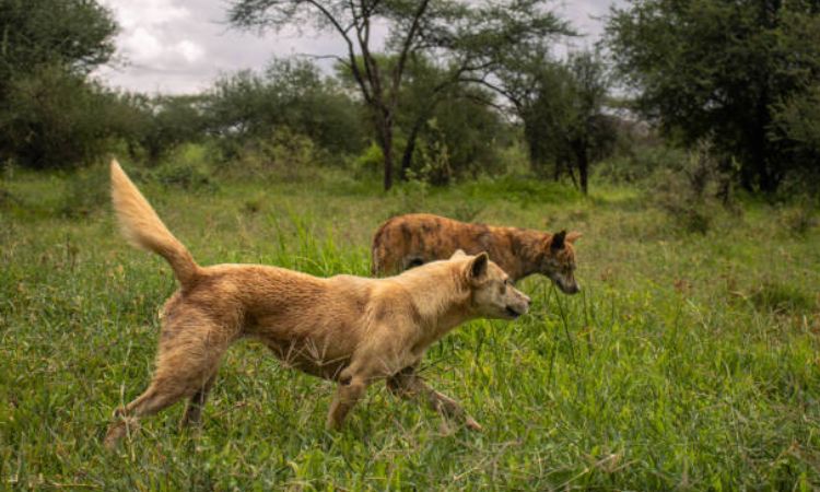africanis breed