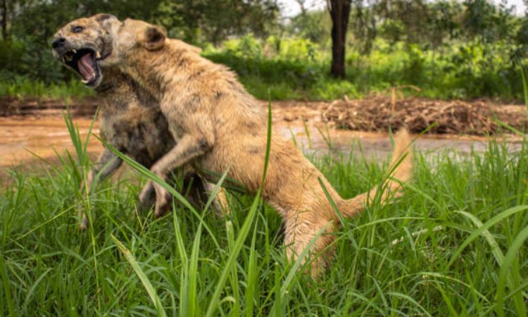 dog breed africanis