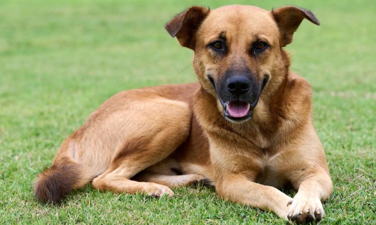 Africanis dog