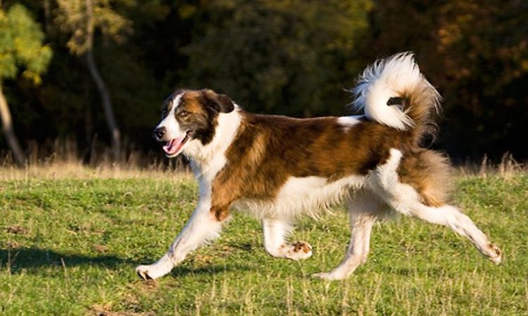 aidi dog price
