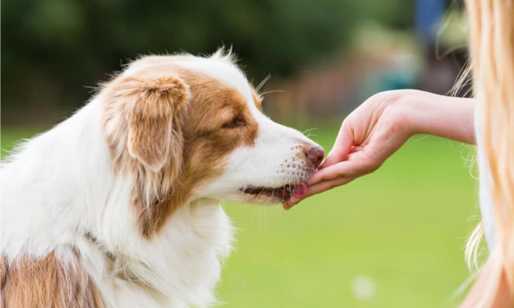 aidi dog