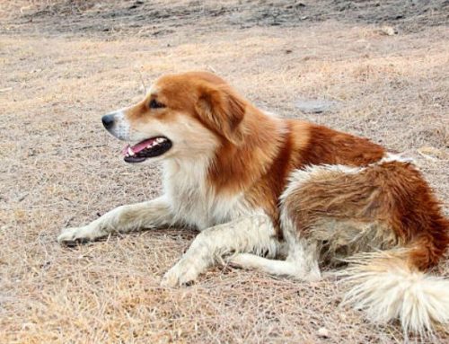 Aidi Dog: The Ultimate Guide to Price, Size, and Temperament