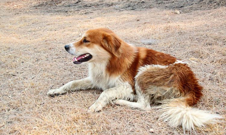 Aidi Dog