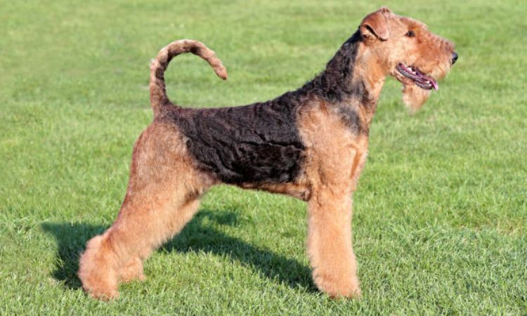 Airedale Terrier Temperament