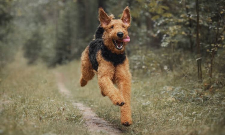 Airedale Terrier