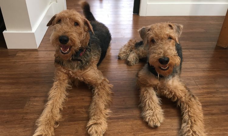 airedale terrier price