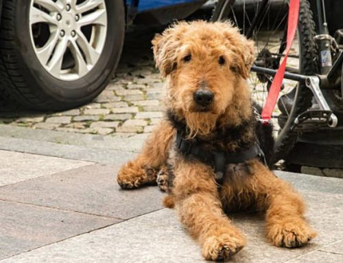 Ultimate Airedale Terrier Guide: Size, Temperament & What Price to Expect