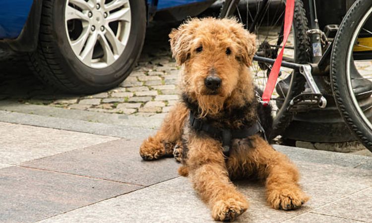 Airedale Terrier