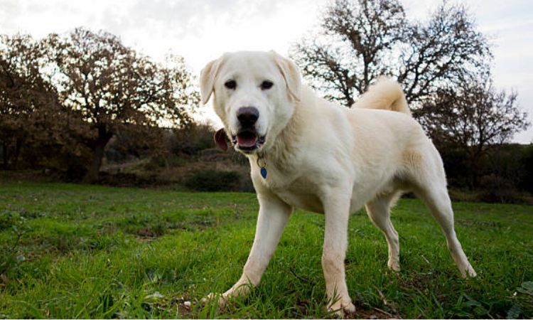 Akbash Dog Temperament