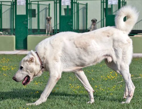 Akbash Dog: Size, Weight, Temperament, Price, and Lifespan – The Complete Breed Guide