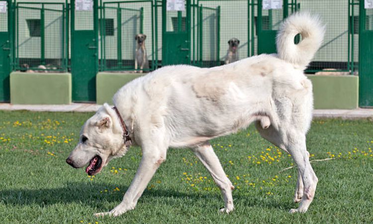 Akbash Dog