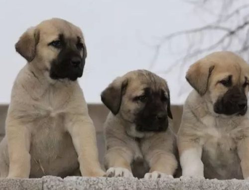 Aksaray Malaklisi: Unpacking the World’s Tallest Dog Breed’s Size, Temperament, and Bite Force