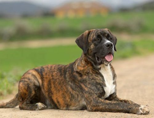 Alano Espanol: Ultimate Guide to Price, Temperament & History