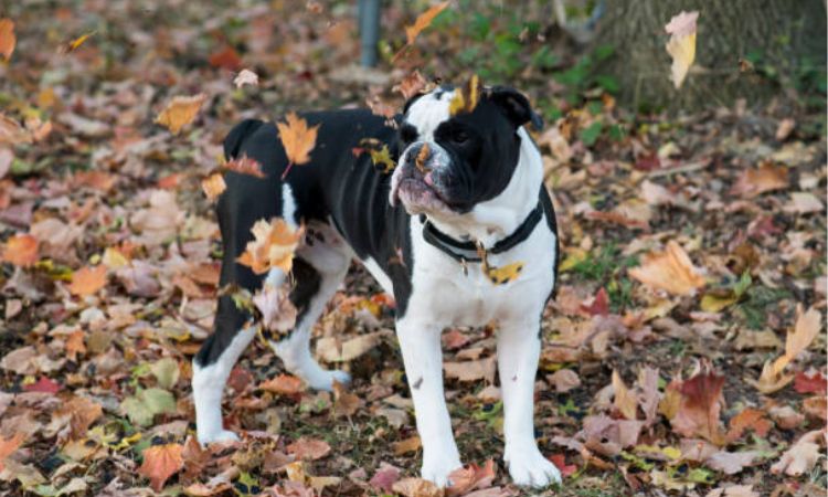 alapaha blue blood bulldog size