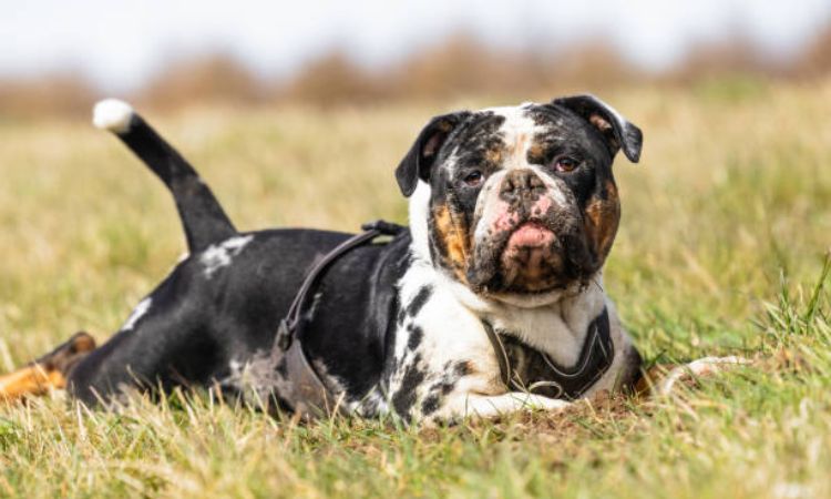alapaha blue blood bulldog