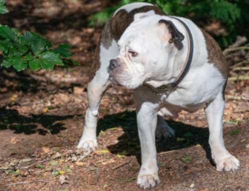The Complete Guide to the Alapaha Blue Blood Bulldog: Price, Lifespan, Size, Temperament, and Care