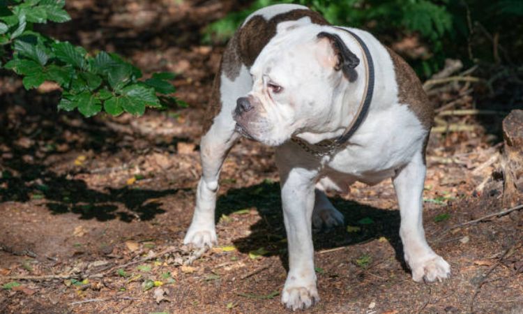 Alapaha Blue Blood Bulldog