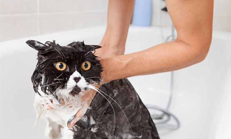 Can I bathe my cat every 2 weeks?