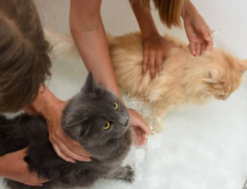 The Ultimate Guide to Bathing Cats: When, Why, and How Often to Keep Your Feline Happy and Healthy