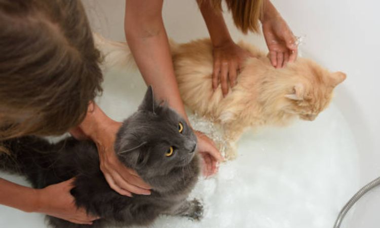 Is Bathing Cats Cruel?