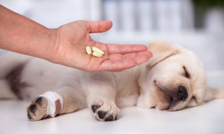 best joint supplement for dogs with arthritis