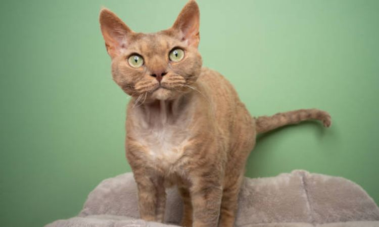 German Rex Cat