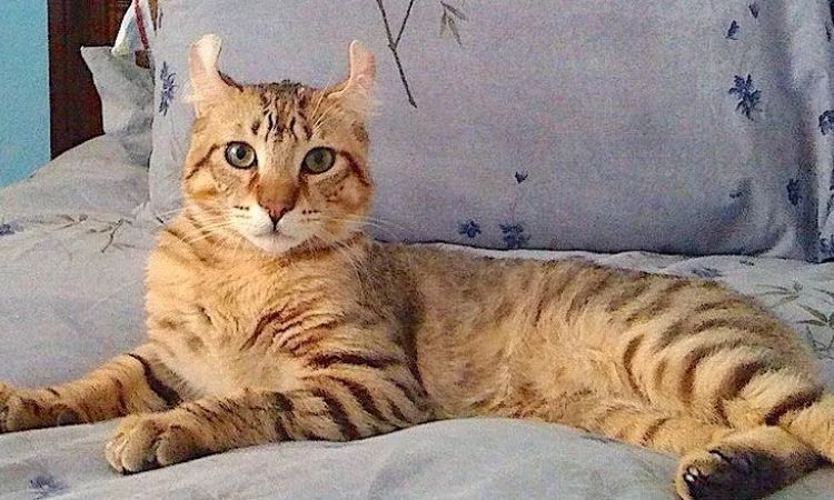 Highlander Cat Price