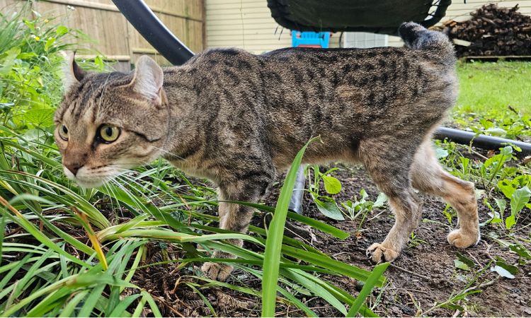 Highlander cat
