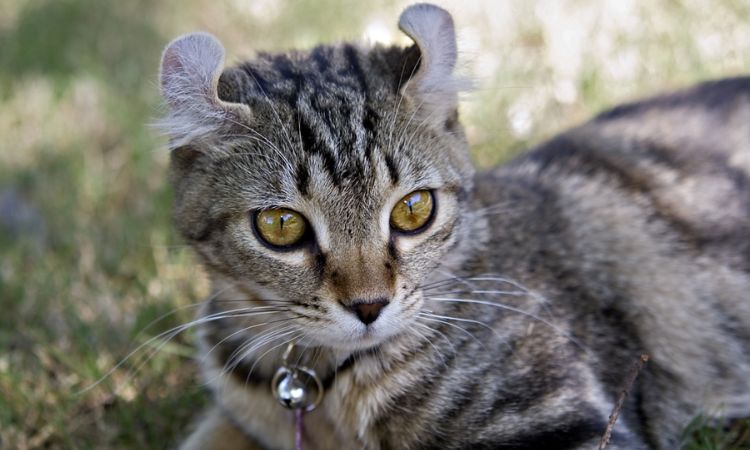 highlander cat lifespan