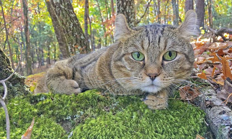 Highlander Cat