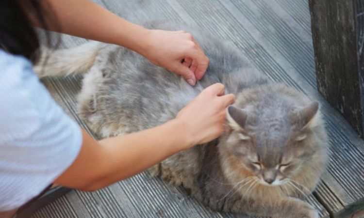 Home remedies for fleas on Cats