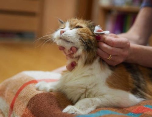 Home remedies for fleas on Cats