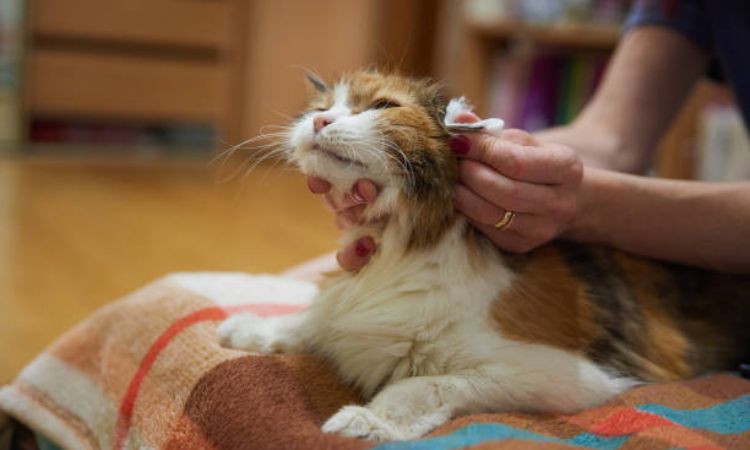 Home remedies for fleas on Cats