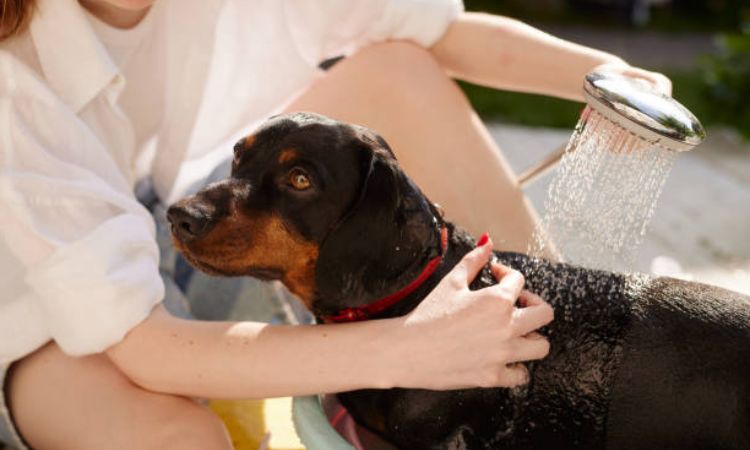 how often should i bathe my dog with skin allergies