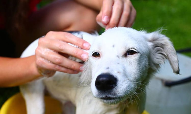 how often should i bathe my dog with fleas