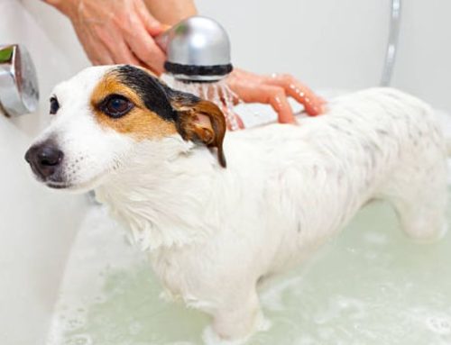 How Often Should I Bathe My Dog? (Guide for Skin Allergies, Winter, and Fleas)