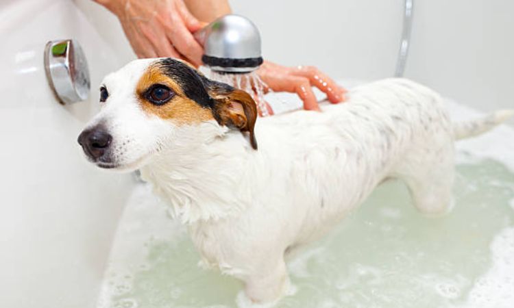 how often should I bathe my dog