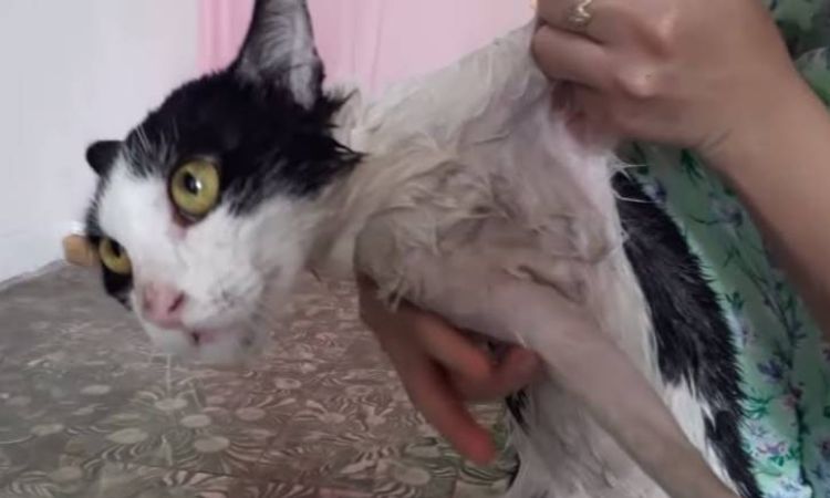 how to remove mouse trap glue from cat paw