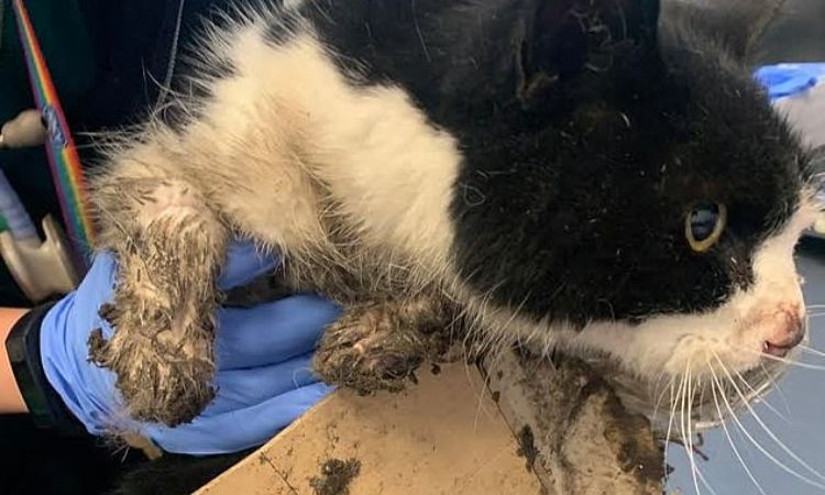 how to remove mouse trap glue from cat paw