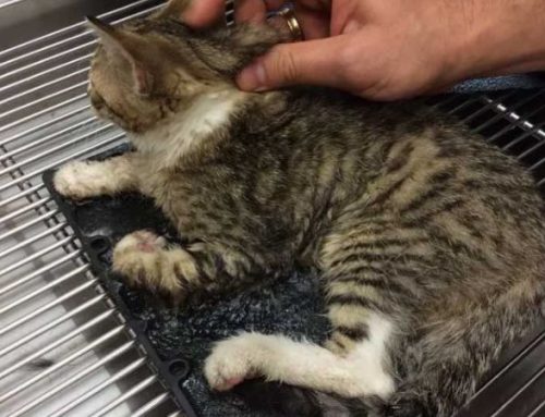 How to Safely Remove Mouse Trap Glue from Your Cat’s Paw and Fur