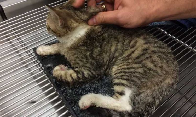 how to remove sticky glue from cat fur