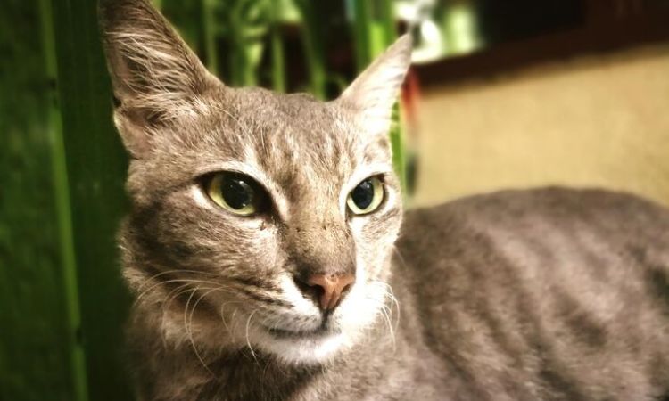 Kanaani cat